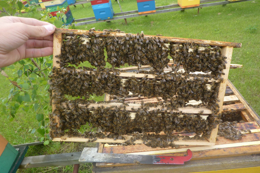 MIODOLAND Polnische Bienenstöcke einer Bienenkönigin, die Honig ablegt Polen 01