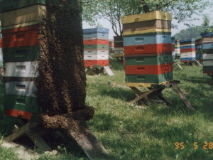 MIODOLAND Polnische Bienenstöcke einer Bienenkönigin, die Honig ablegt Polen 03