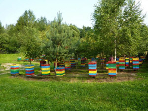 MIODOLAND Polnische Bienenstöcke einer Bienenkönigin, die Honig ablegt Polen 04