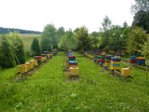 MIODOLAND Polnische Bienenstöcke einer Bienenkönigin, die Honig ablegt Polen 05
