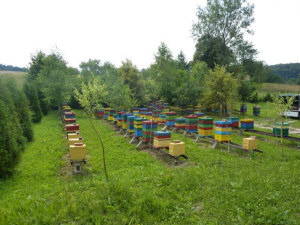 MIODOLAND Polnische Bienenstöcke einer Bienenkönigin, die Honig ablegt Polen 06