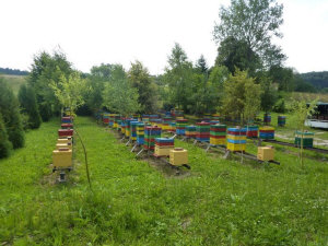 MIODOLAND Polnische Bienenstöcke einer Bienenkönigin, die Honig ablegt Polen 07