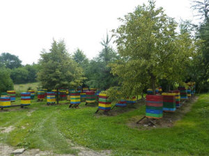 MIODOLAND Polnische Bienenstöcke einer Bienenkönigin, die Honig ablegt Polen 09