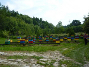 MIODOLAND Polnische Bienenstöcke einer Bienenkönigin, die Honig ablegt Polen 10
