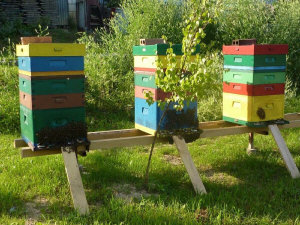 MIODOLAND Polnische Bienenstöcke einer Bienenkönigin, die Honig ablegt Polen 11