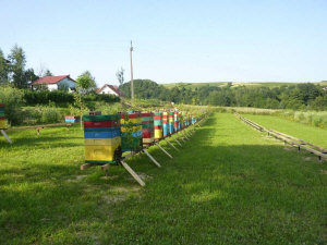 MIODOLAND Polnische Bienenstöcke einer Bienenkönigin, die Honig ablegt Polen 13