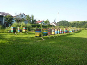 MIODOLAND Polnische Bienenstöcke einer Bienenkönigin, die Honig ablegt Polen 14